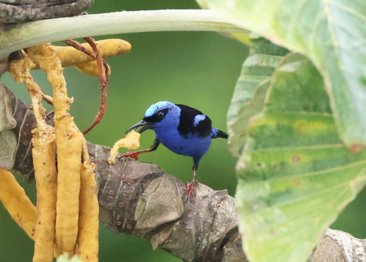 Red-legged Honeycreeper - ML639578906