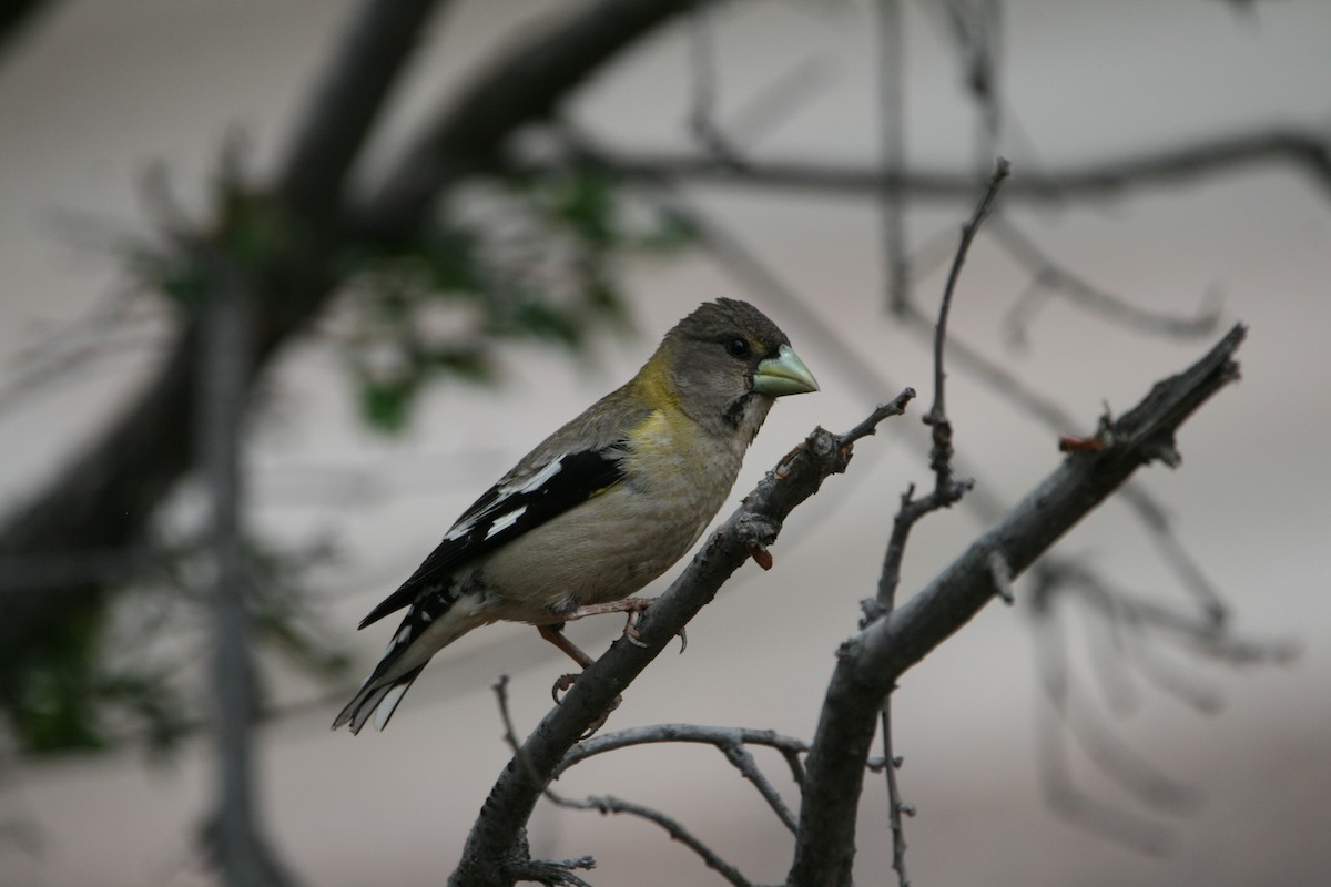 Evening Grosbeak - ML639578923
