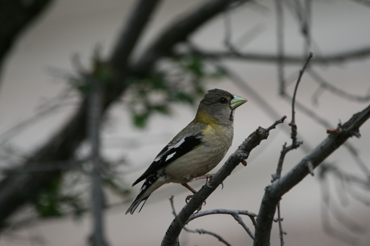 Evening Grosbeak - ML639578924
