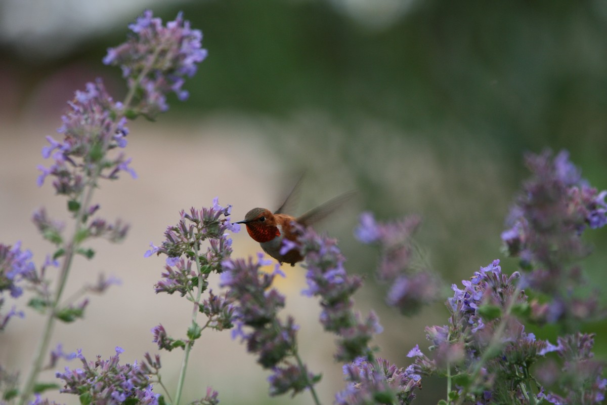 Rufous Hummingbird - ML639578942