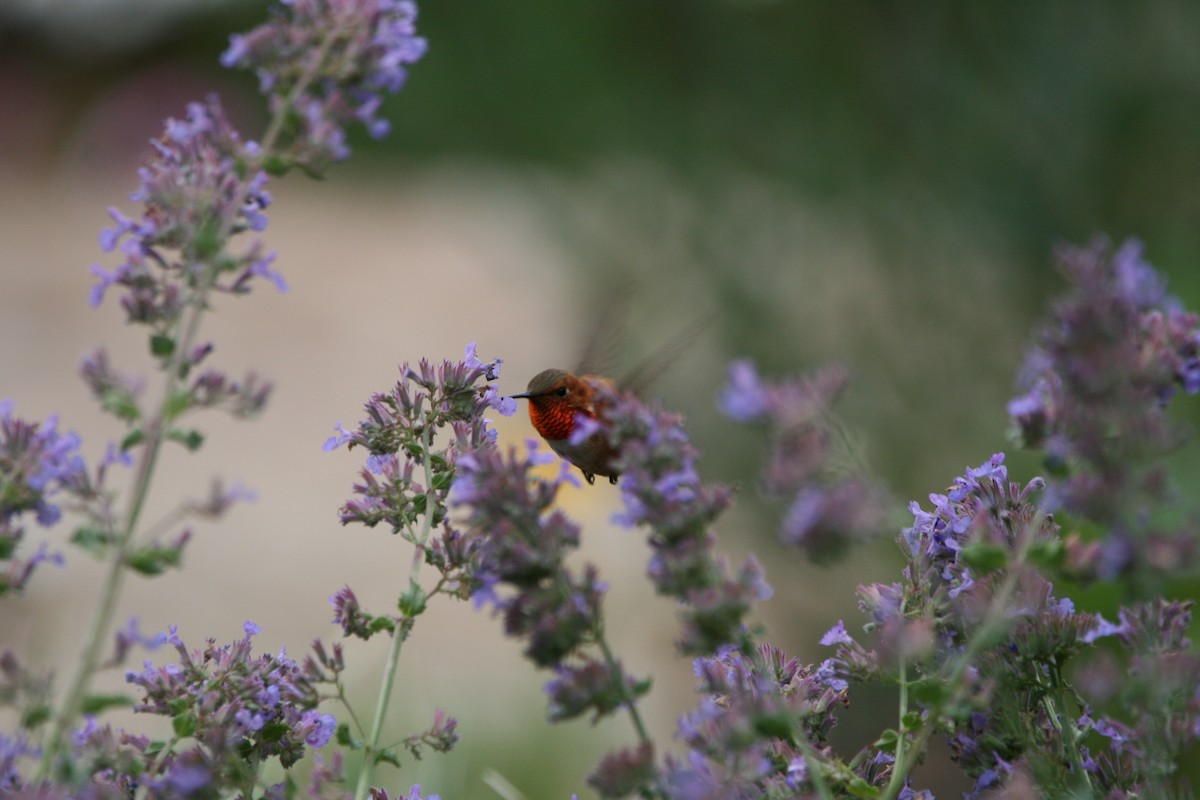 Rufous Hummingbird - ML639578943