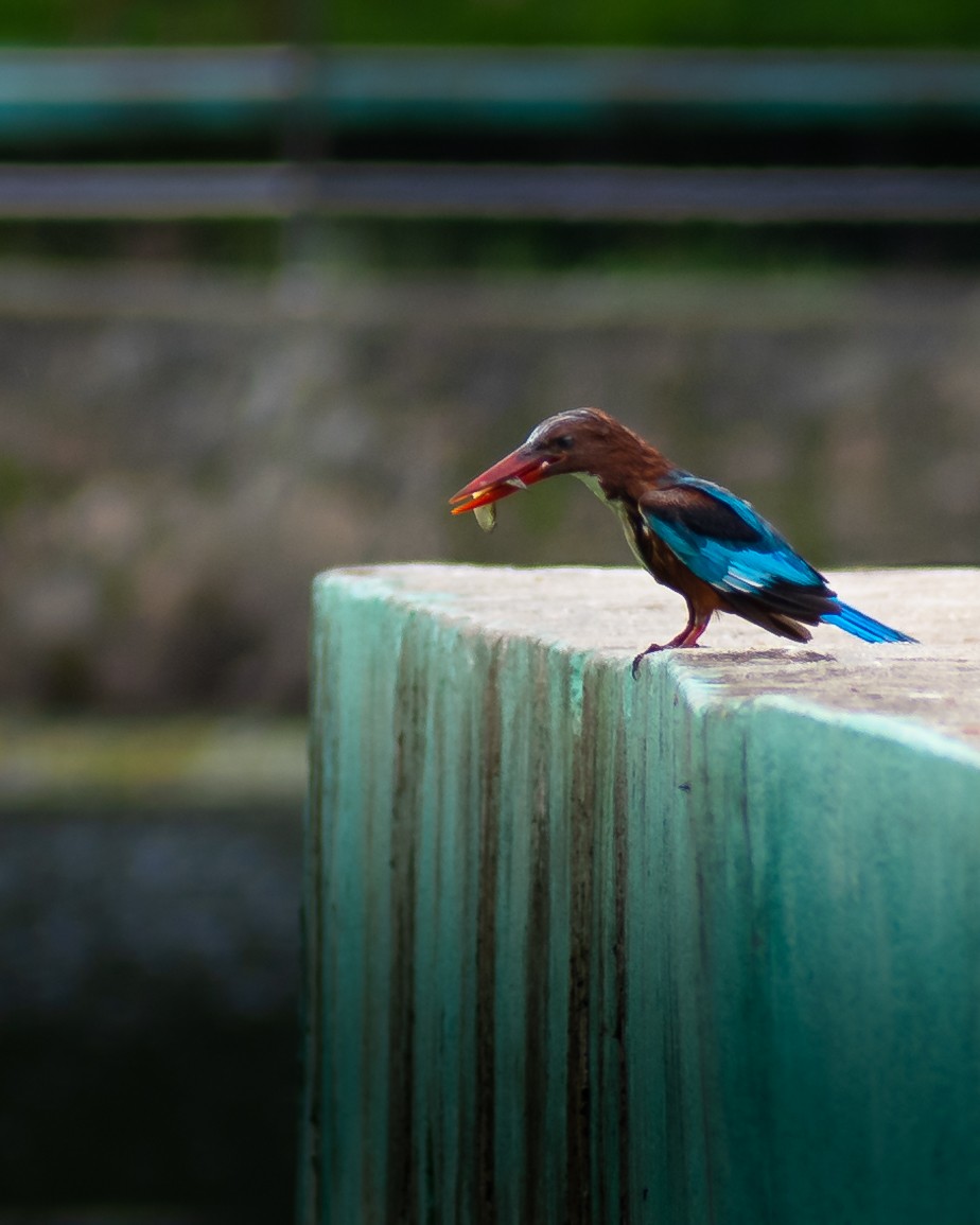 White-throated Kingfisher - ML639579105