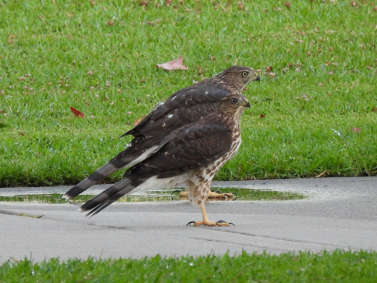 Cooper's Hawk - ML639579180