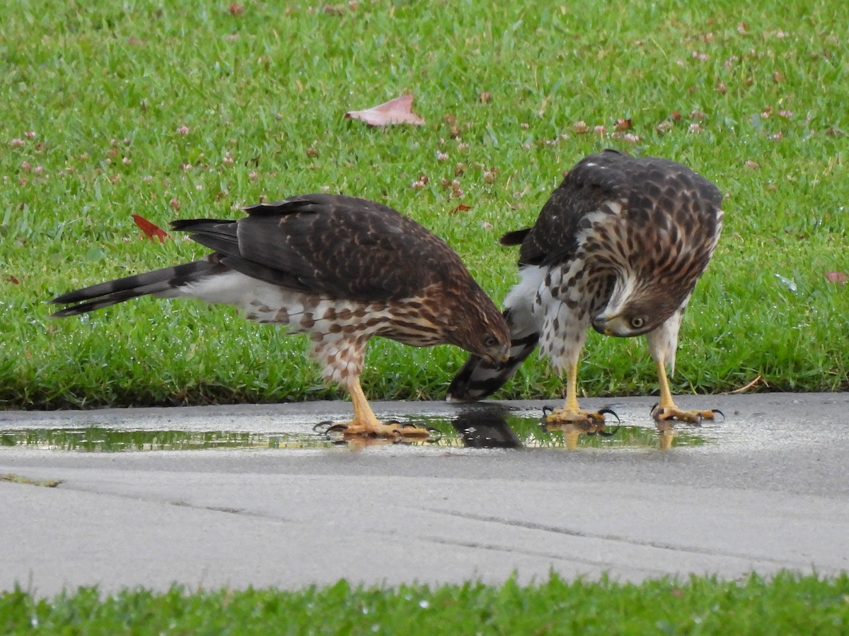 Cooper's Hawk - ML639579182