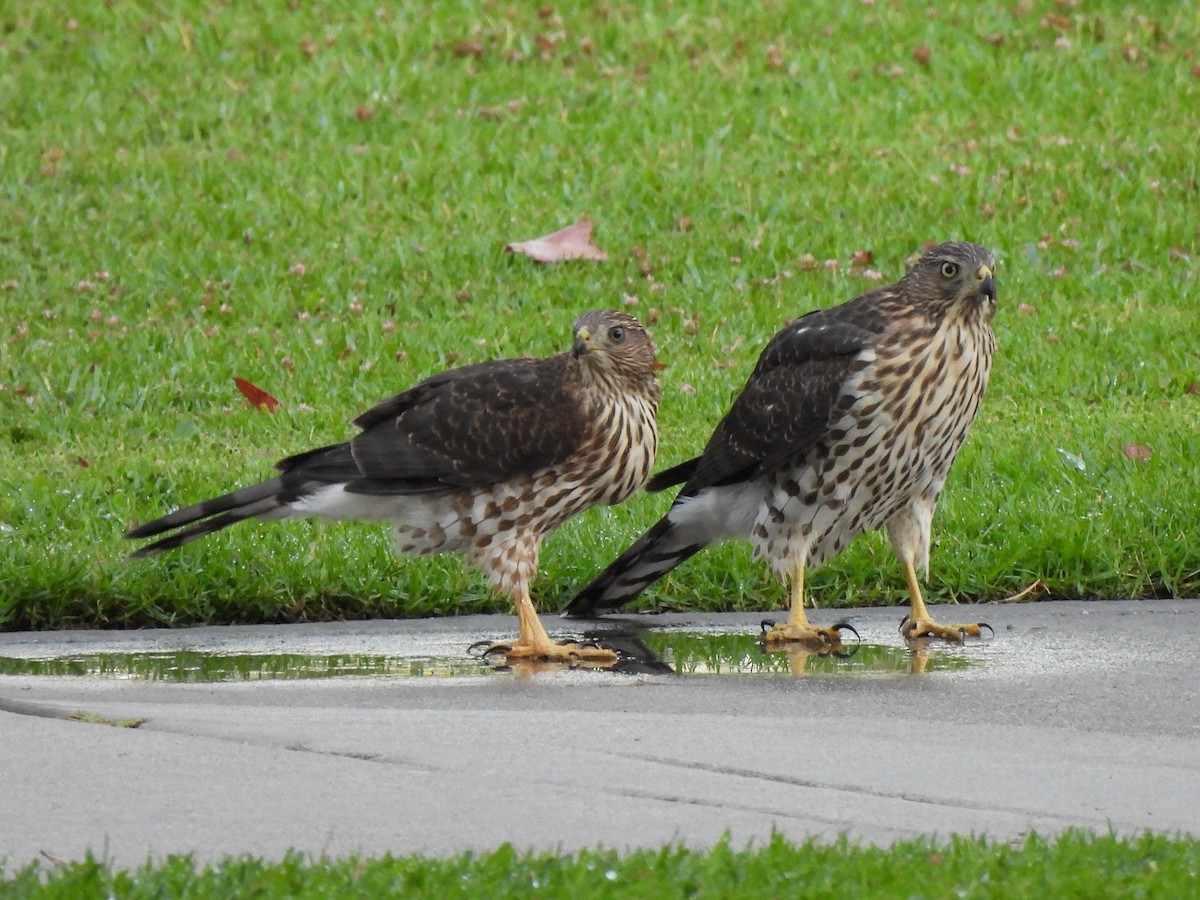 Cooper's Hawk - ML639579183