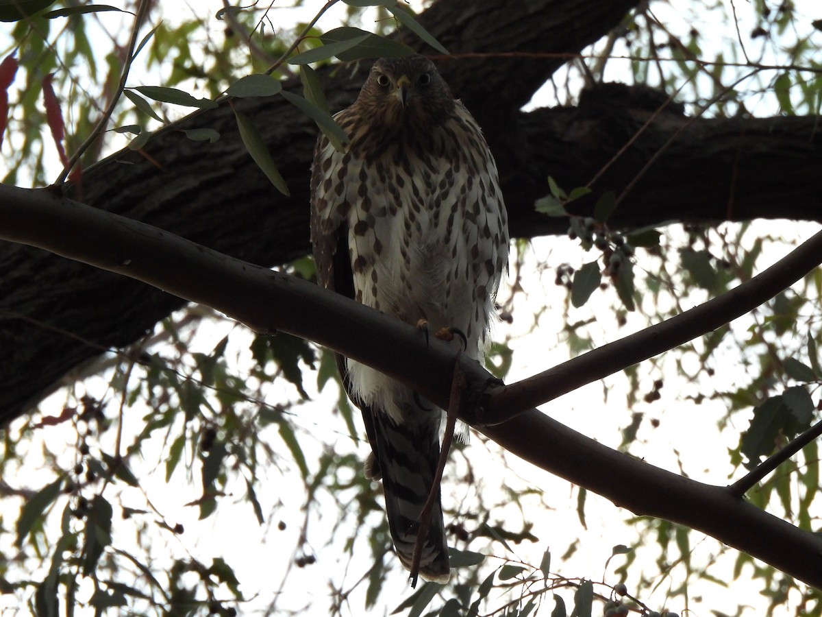 Cooper's Hawk - ML639579184