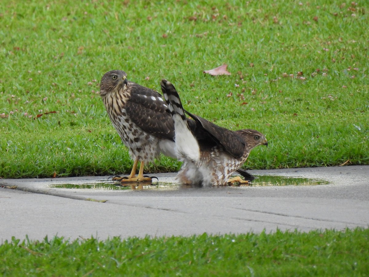 Cooper's Hawk - ML639579186
