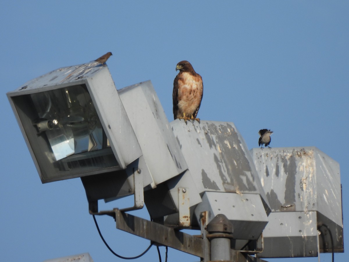 Red-tailed Hawk - ML639579193