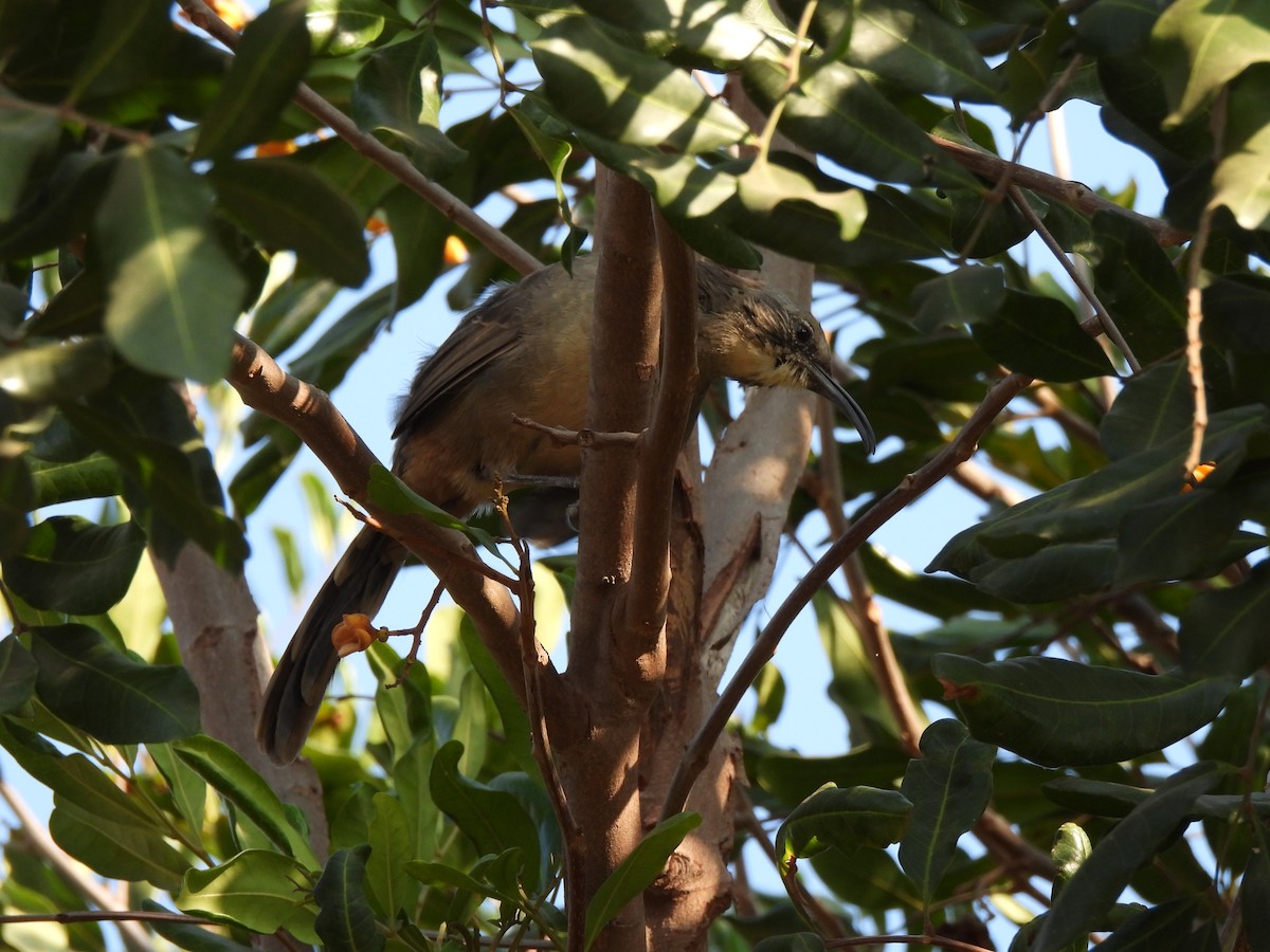 California Thrasher - ML639579195