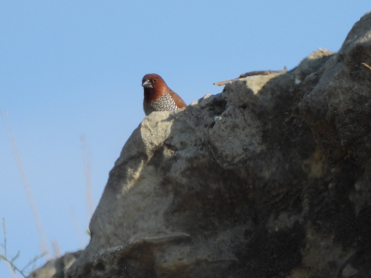 Scaly-breasted Munia - ML639579196