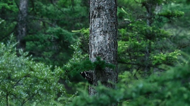 Great Spotted Woodpecker (cabanisi/stresemanni) - ML639579223