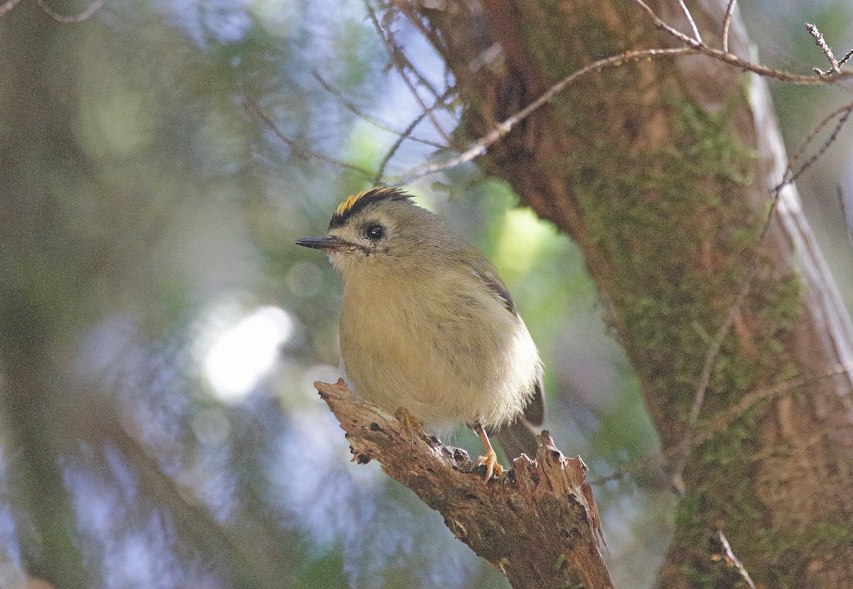 Wintergoldhähnchen (teneriffae) - ML639579395