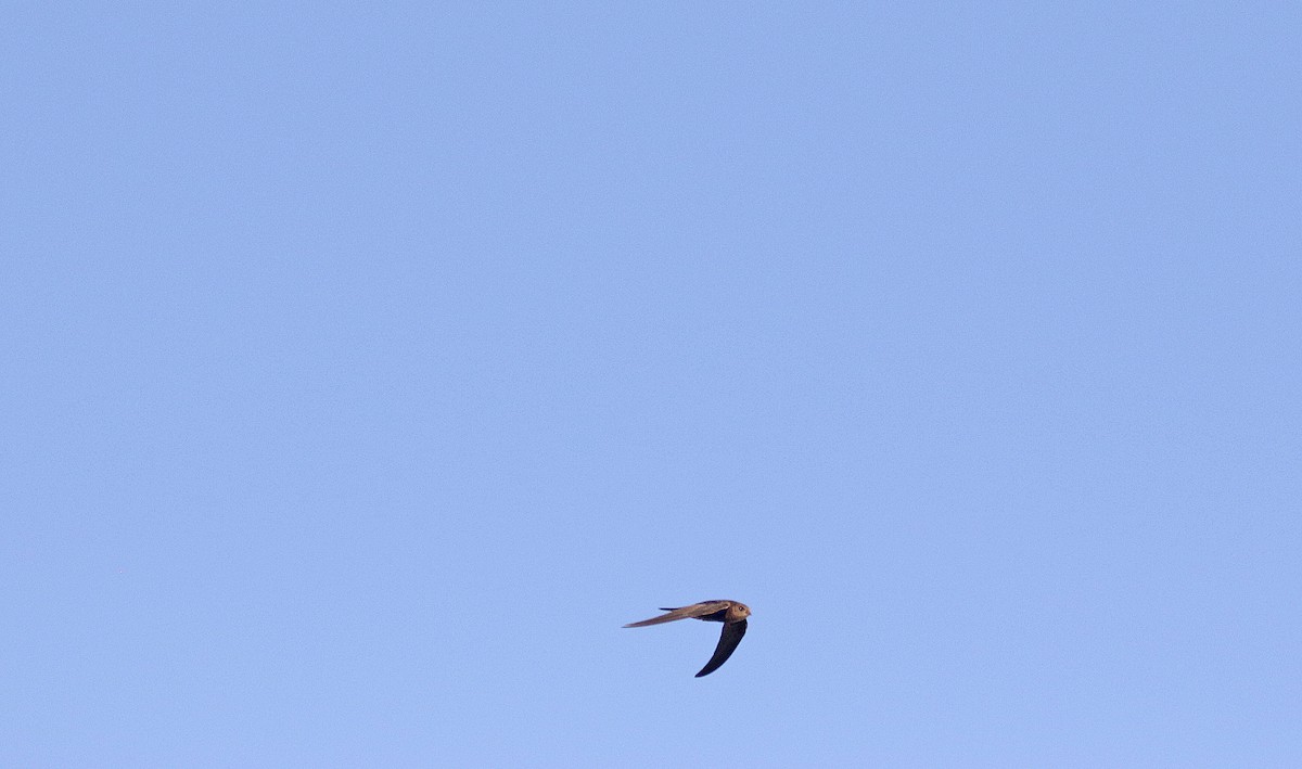 Plain Swift - ML639579432