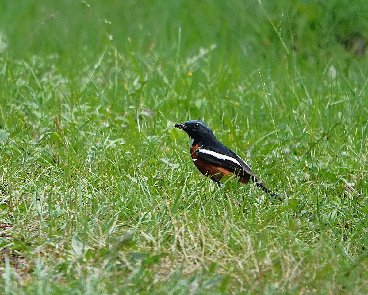 White-throated Redstart - ML639579615