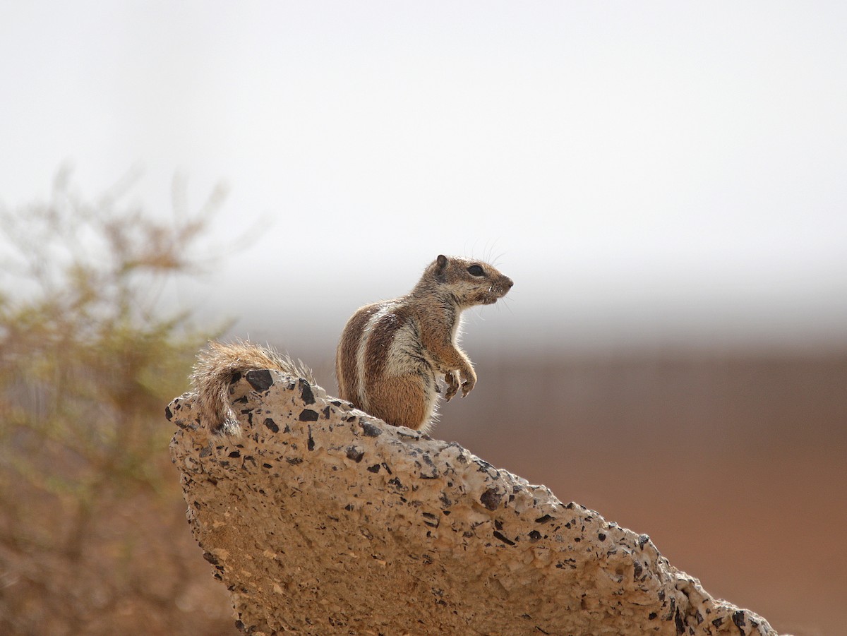 Animals - ML639579639