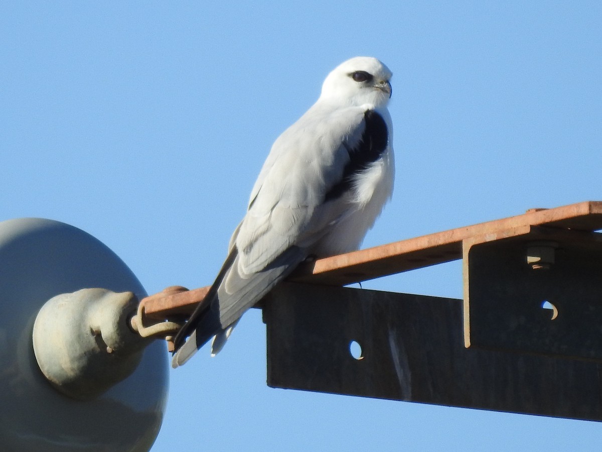 Black-shouldered Kite - ML639579670