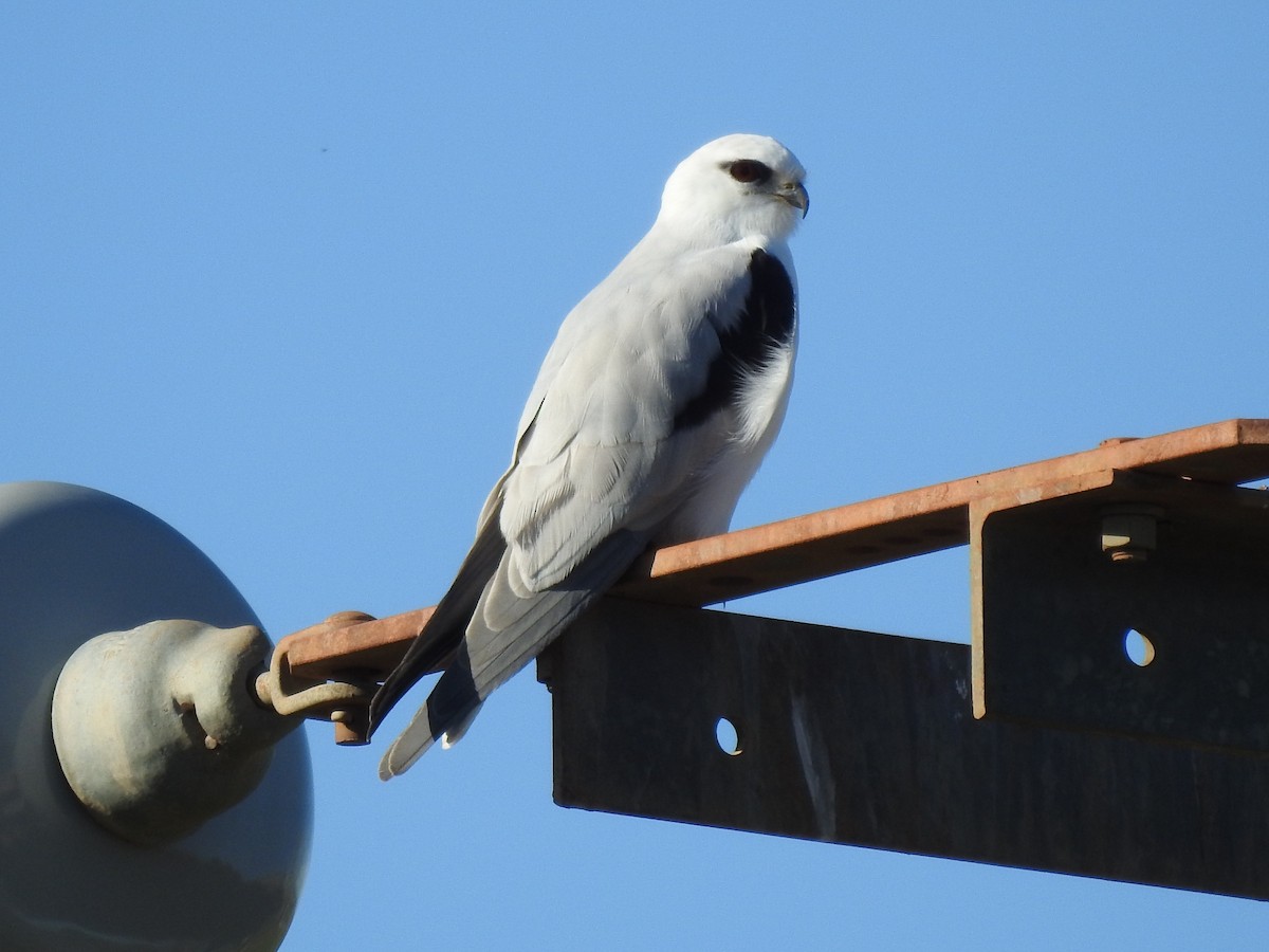 Black-shouldered Kite - ML639579673