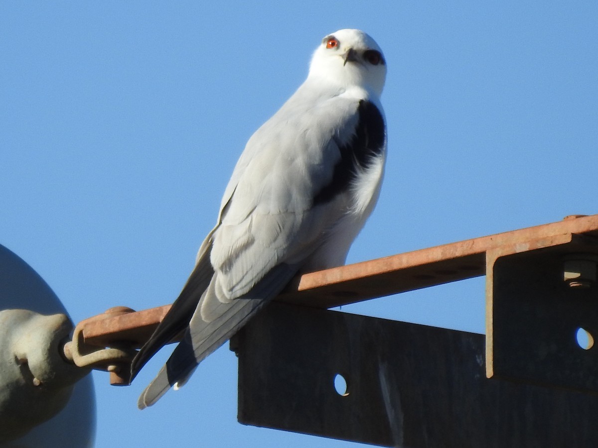 Black-shouldered Kite - ML639579676