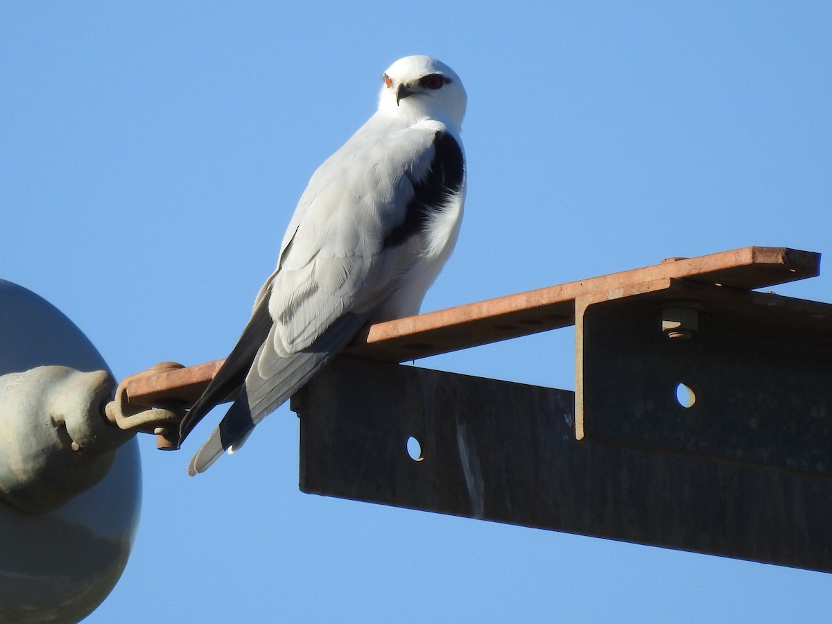 Black-shouldered Kite - ML639579677
