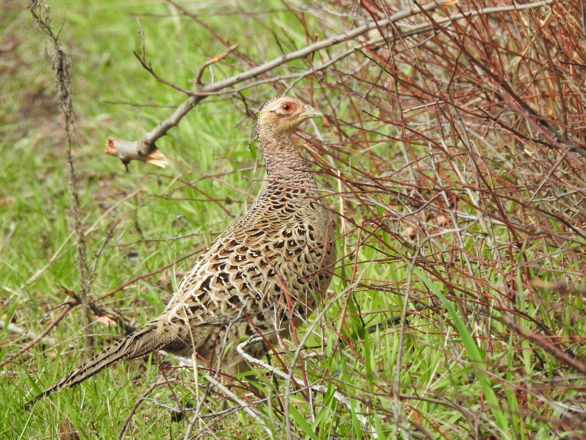 Зэрлэг гургуул - ML639579739