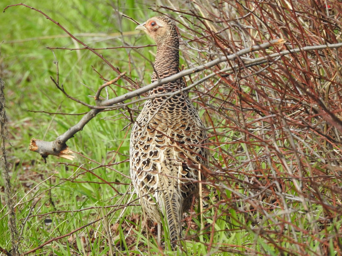 Зэрлэг гургуул - ML639579741