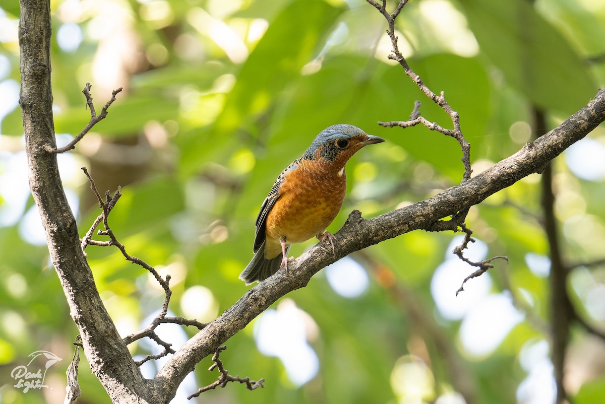 White-throated Rock-Thrush - ML639579759
