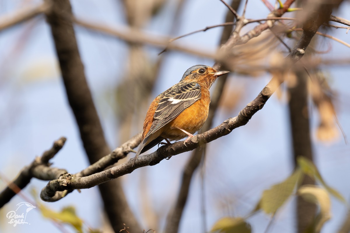 White-throated Rock-Thrush - ML639579760