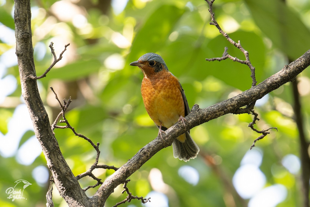 White-throated Rock-Thrush - ML639579761