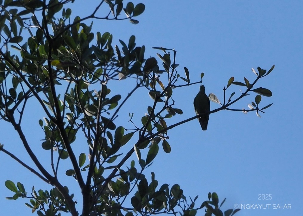 Little Green-Pigeon - ML639579822