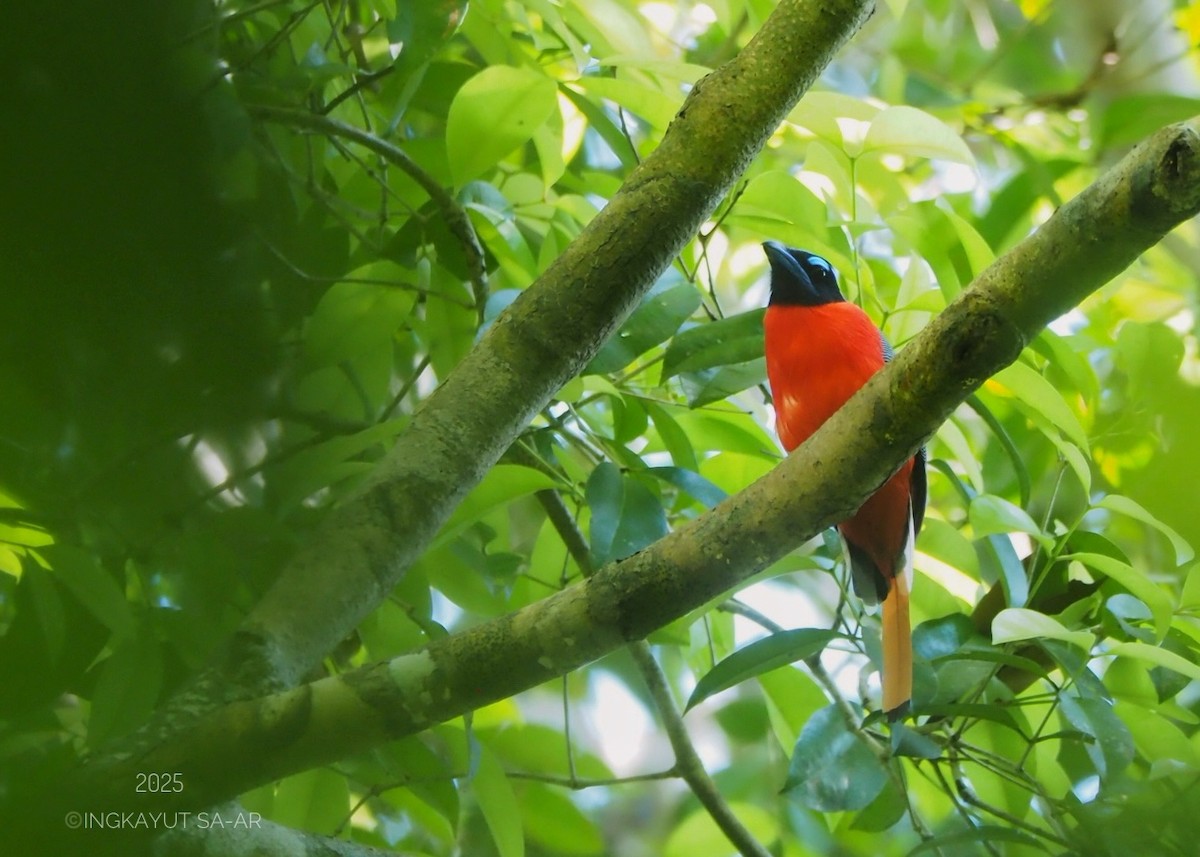 Scarlet-rumped Trogon - ML639579849