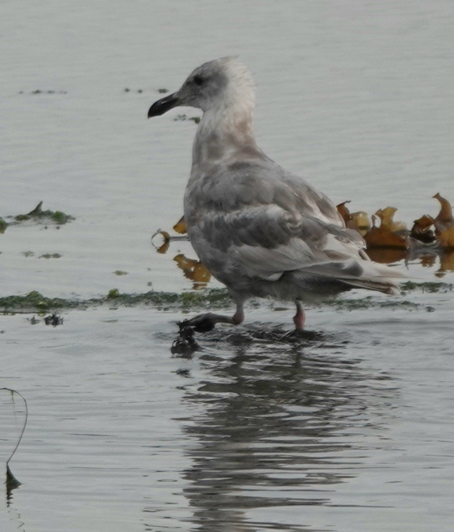 Glaucous-winged Gull - ML639579862