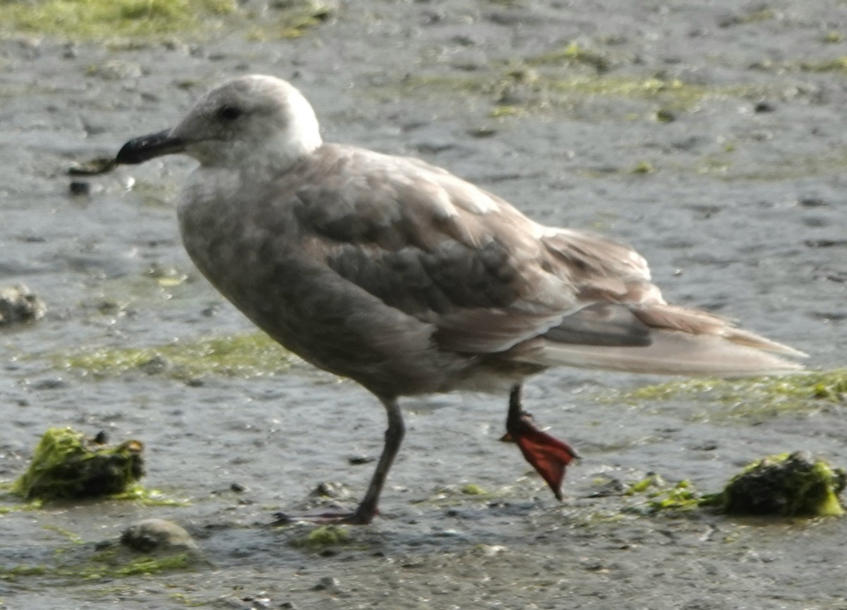 Glaucous-winged Gull - ML639579863