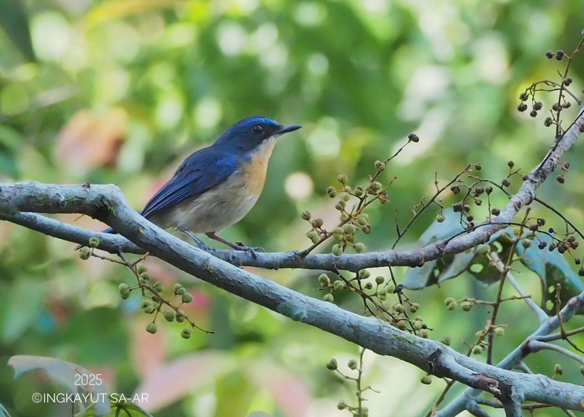Malaysian Blue Flycatcher - ML639579868