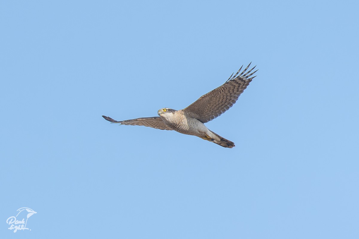 Eurasian Goshawk - ML639579871