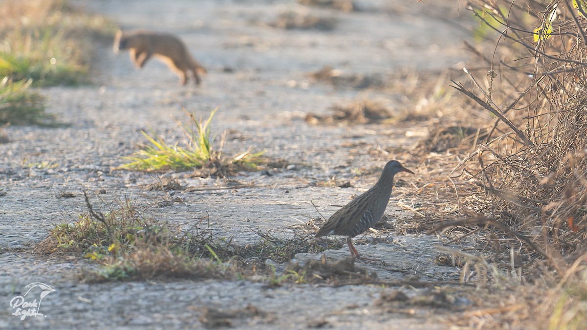 東亞秧雞 - ML639579873