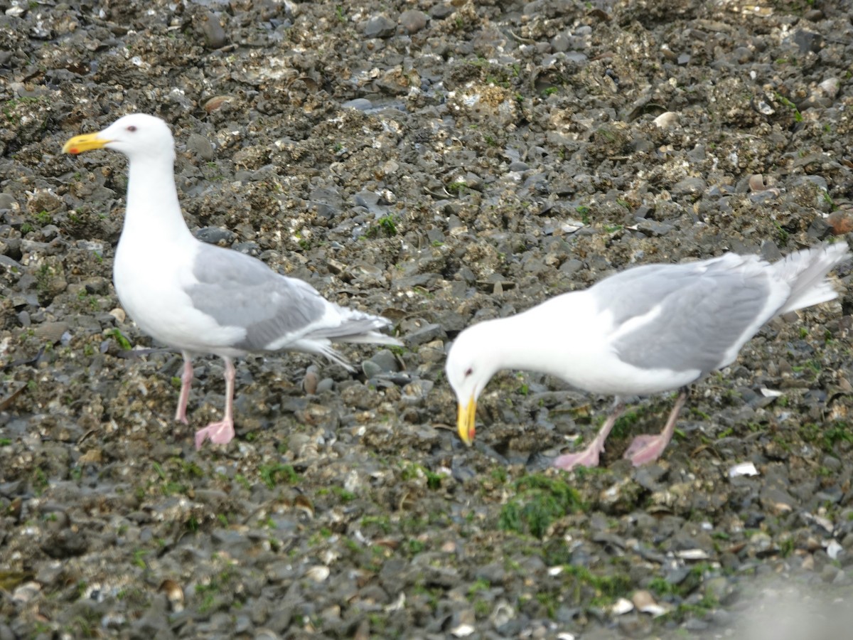 Glaucous-winged Gull - ML639579894