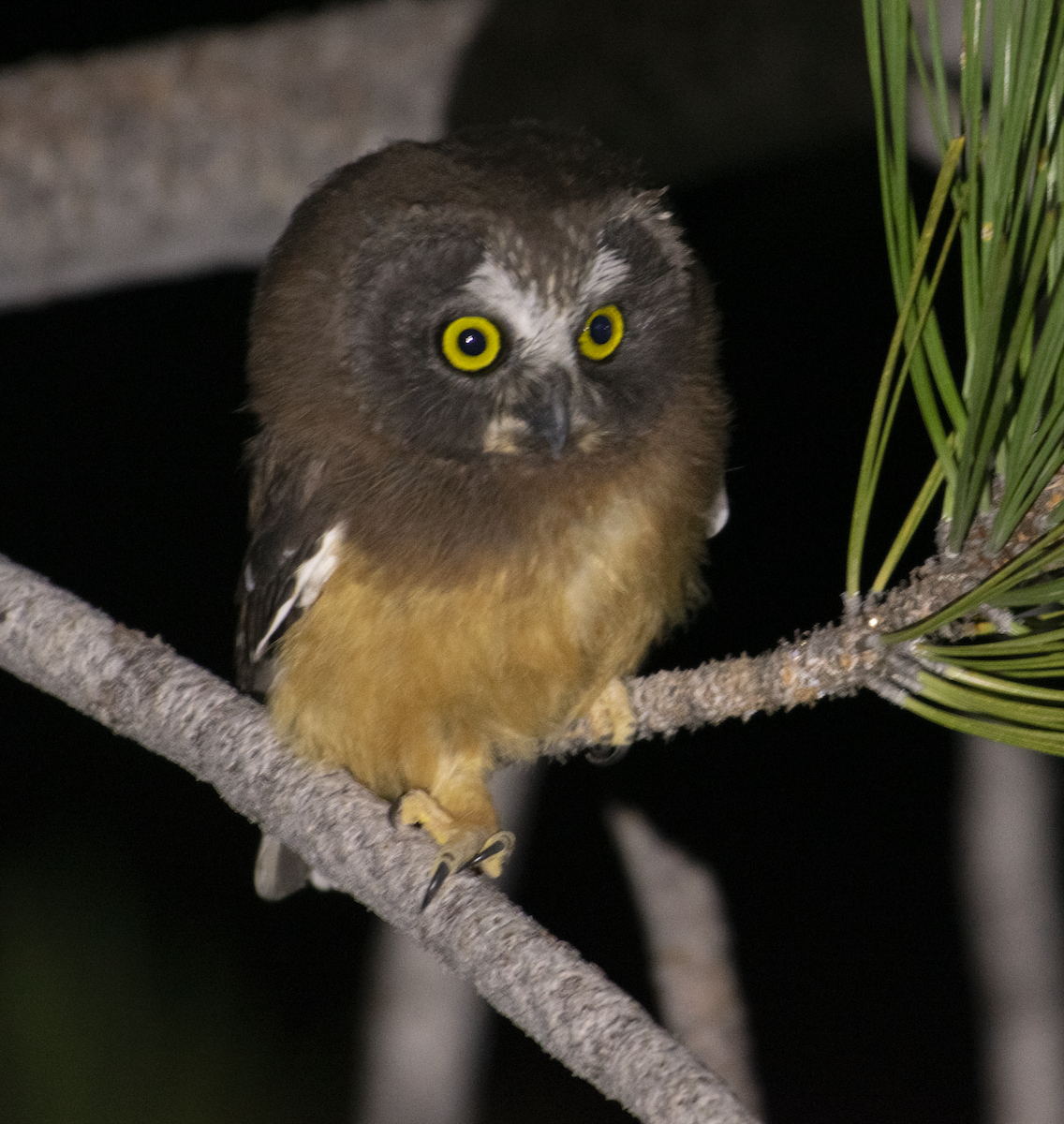 Northern Saw-whet Owl - ML639579928
