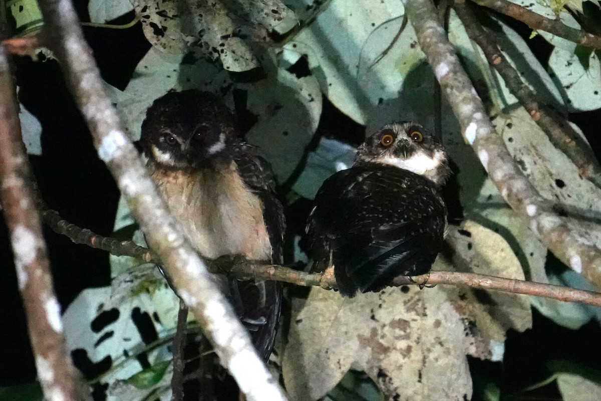 West Solomons Owl - ML639580008