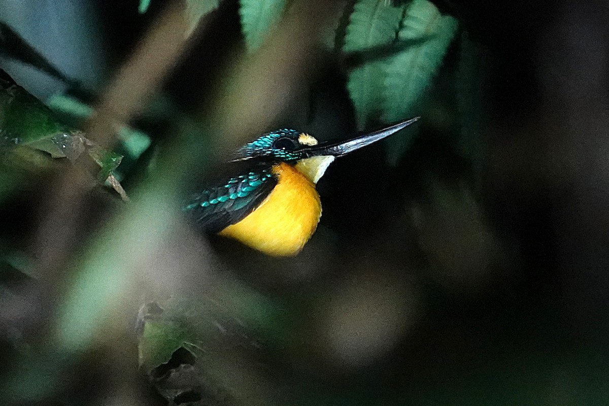 North Solomons Dwarf-Kingfisher (North Solomons) - ML639580012
