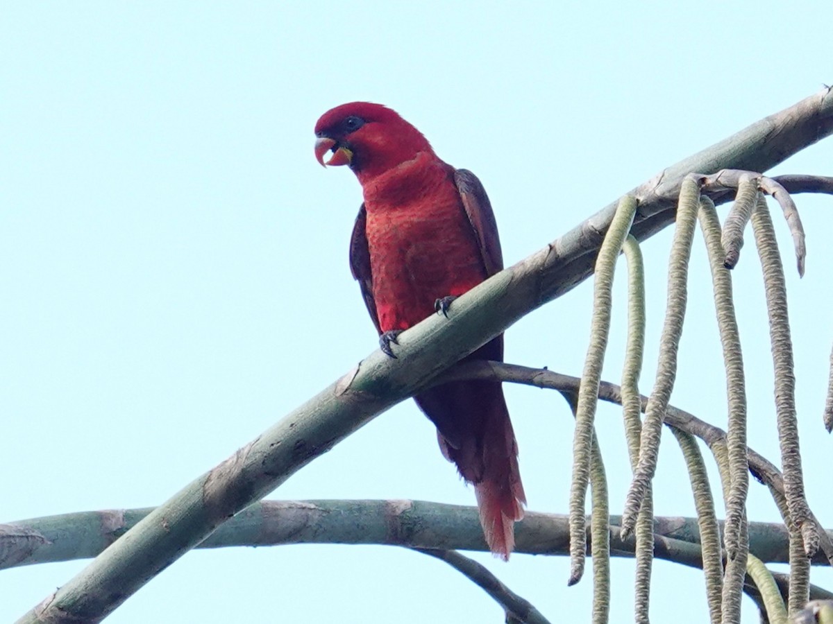 Cardinal Lory - ML639580041