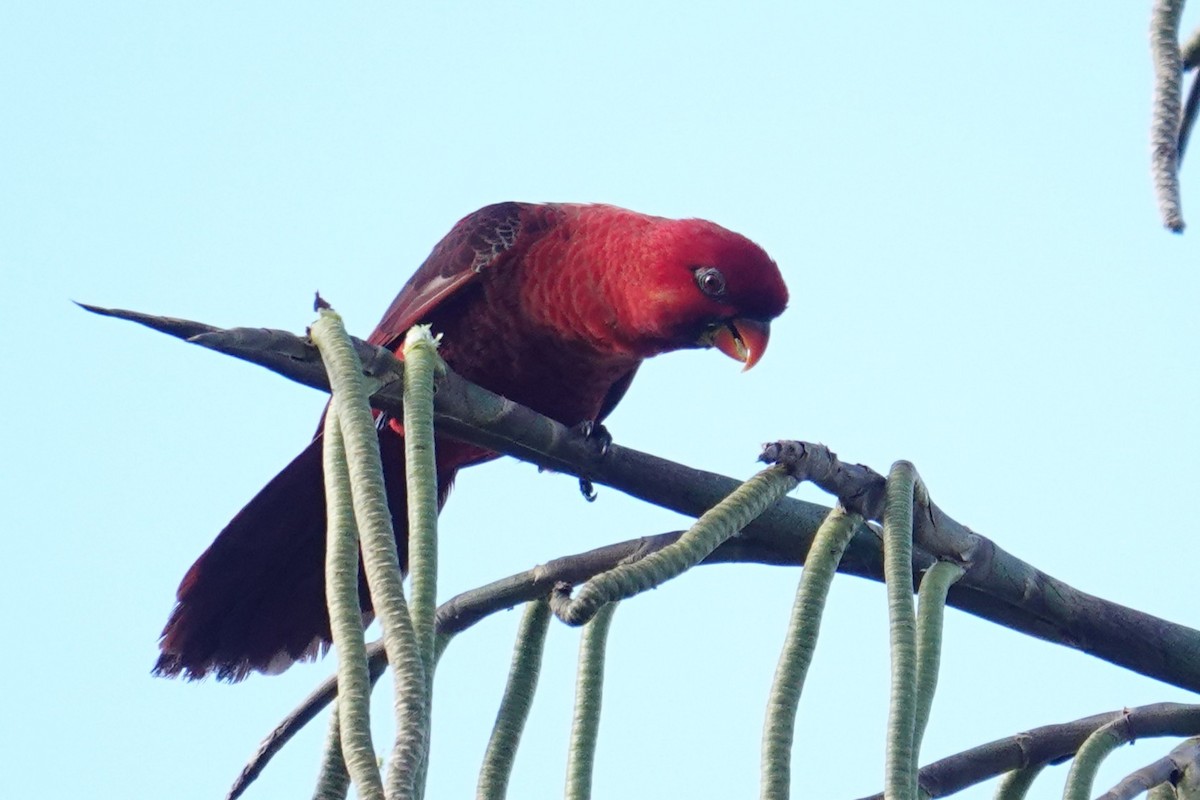 Cardinal Lory - ML639580042