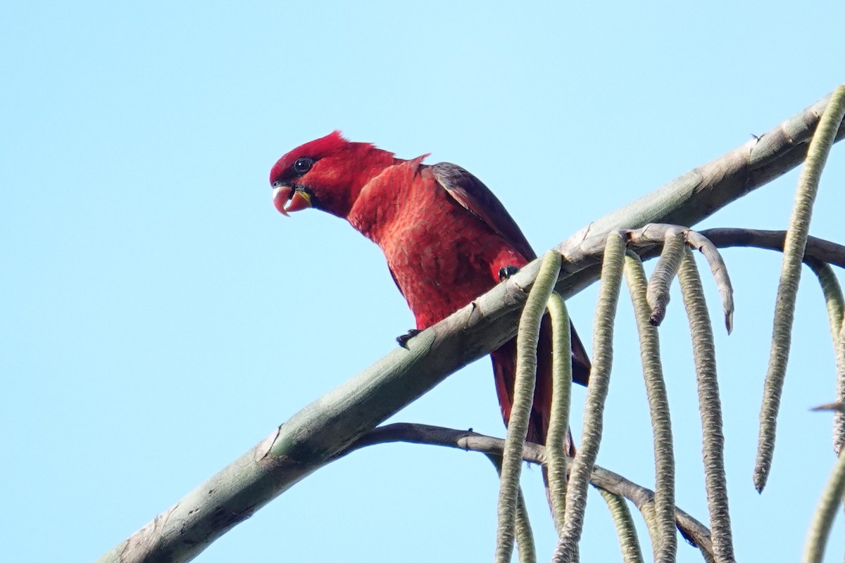 Cardinal Lory - ML639580043