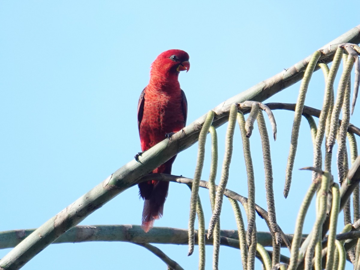 Cardinal Lory - ML639580044