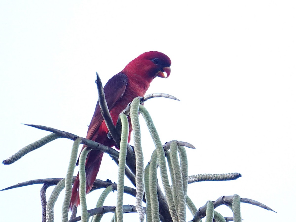 Cardinal Lory - ML639580045