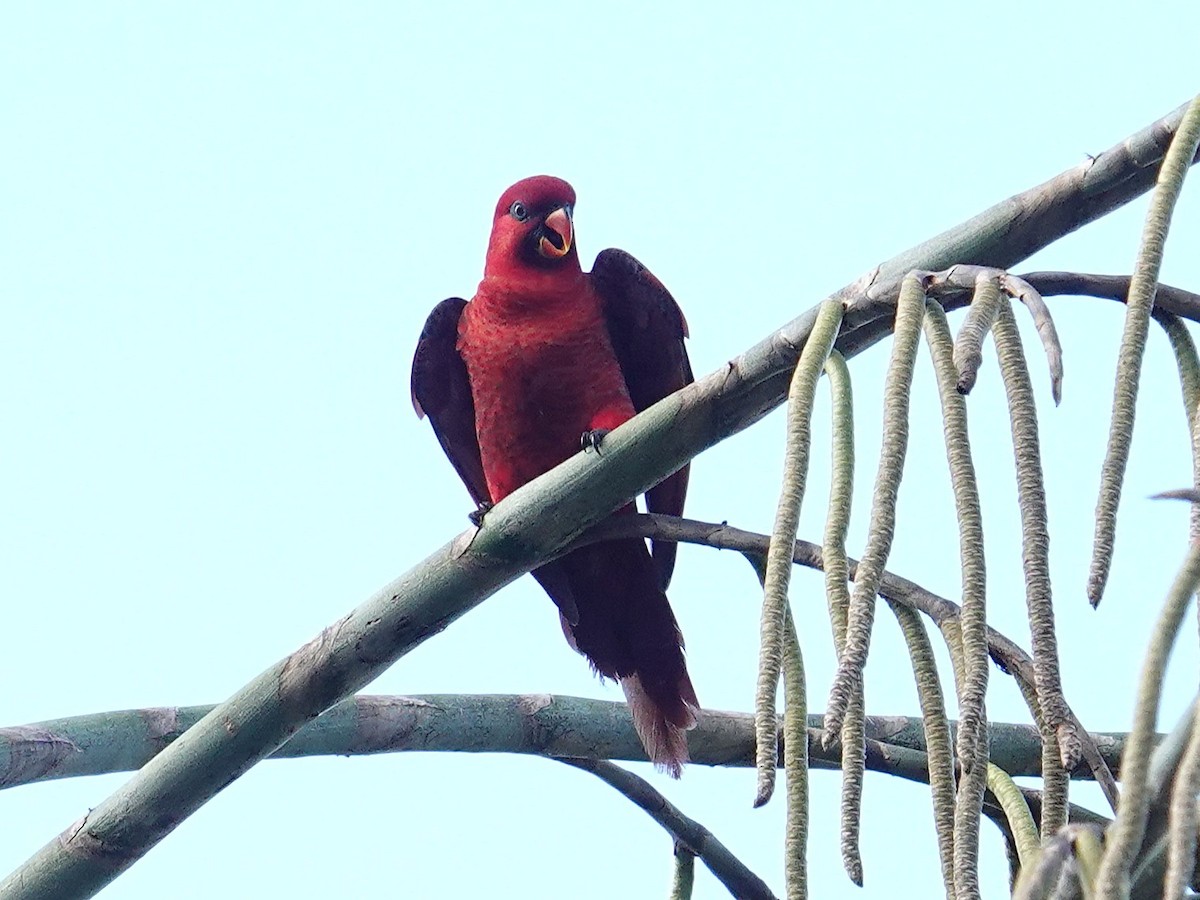 Cardinal Lory - ML639580046