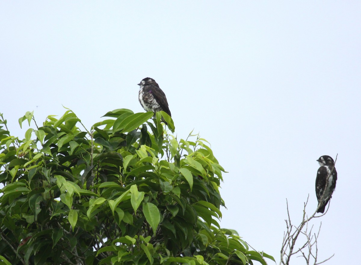 White-browed Purpletuft - ML639580078