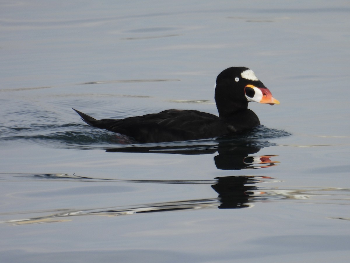 Surf Scoter - ML639580121