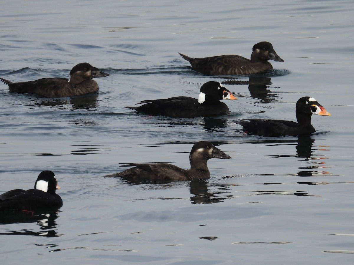 Surf Scoter - ML639580122