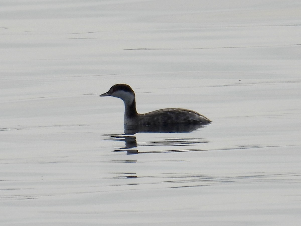 Horned Grebe - ML639580196