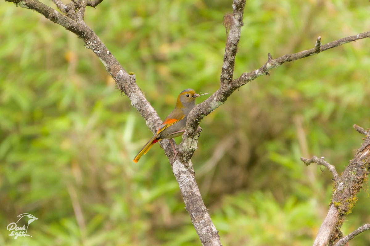 Emei Shan Liocichla - ML639580249